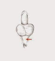 Potencia muscular y su tensión para aumentar la potencia.